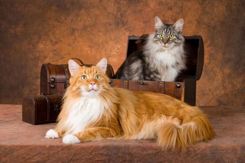 Mèo cảnh Maine Coon