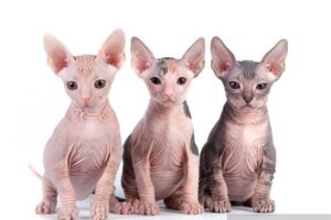 Mèo cảnh Sphynx