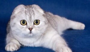 Mèo cảnh Scottish Fold