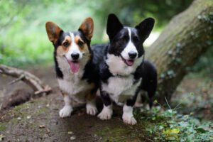 Giống Cardigan Welsh Corgi