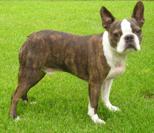 Giống chó cảnh Boston Terrier