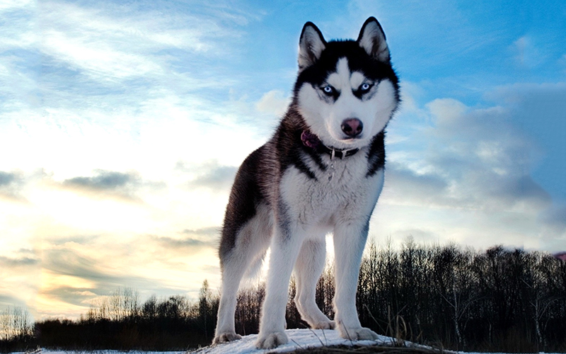 Chó Husky