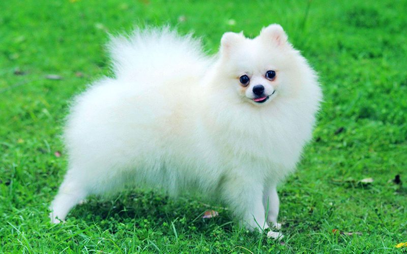 Chó Pomeranian