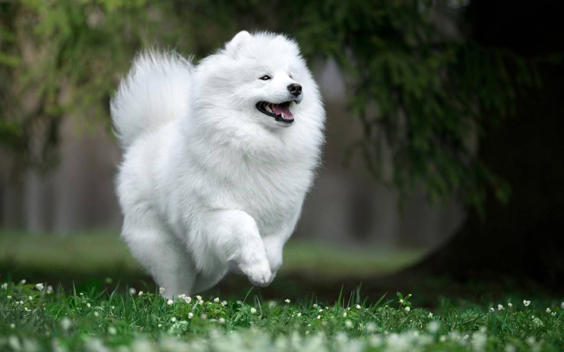 chó cảnh Samoyed