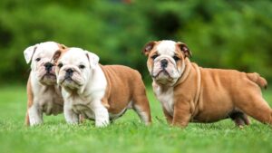 Giống chó cảnh Bulldog Anh