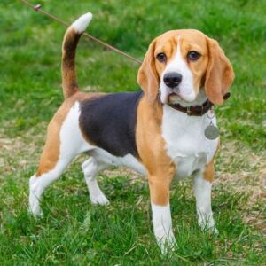 Giống chó cảnh Beagle