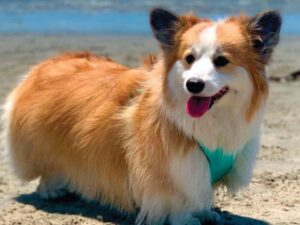 Giống chó Corgi Fluffy