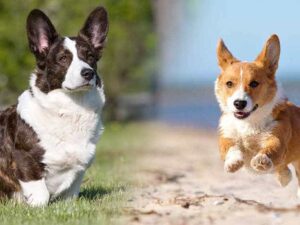 Corgi Welsh - Giống chó hoàng gia Anh