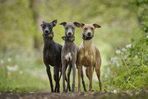 Giống chó cảnh Greyhound