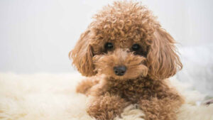 Giống chó cảnh Poodle