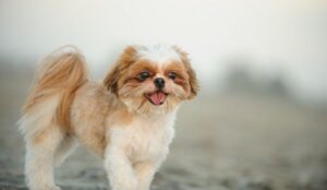 Giống chó cảnh Shih Tzu