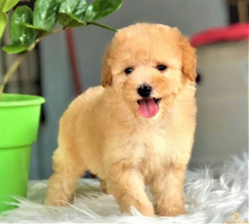 Chó Poodle vàng mơ