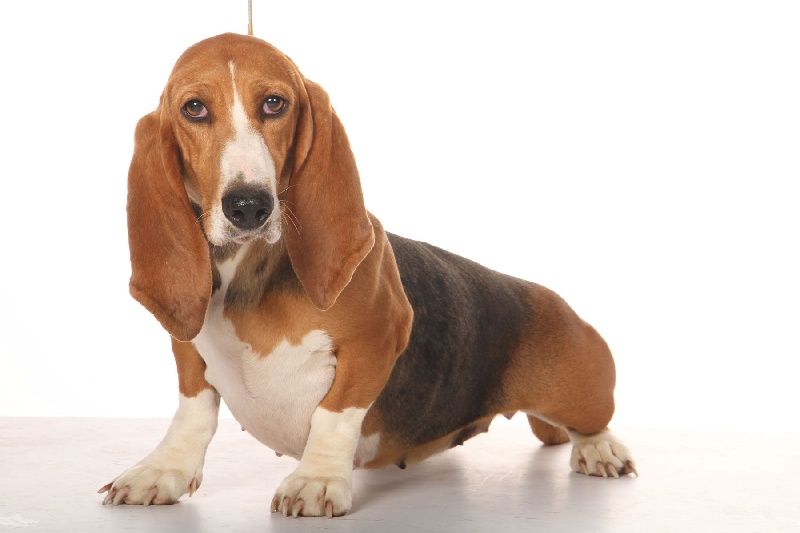 Chó Basset Hound