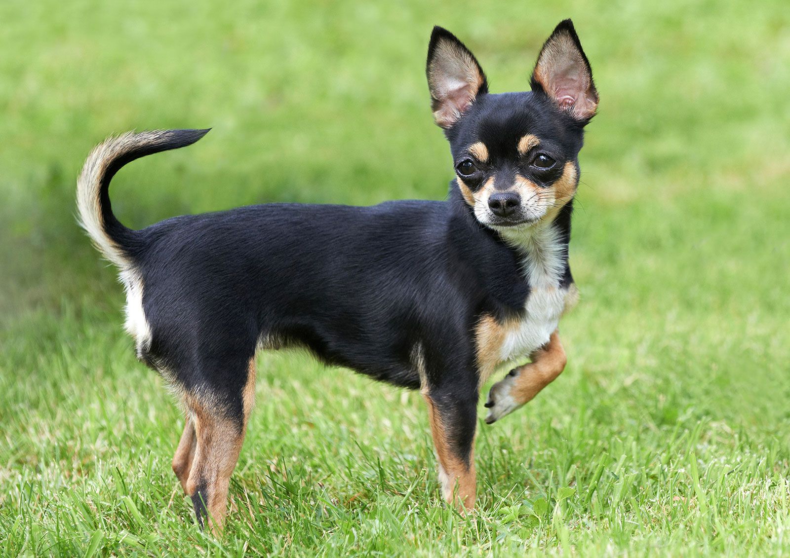 Chó Chihuahua