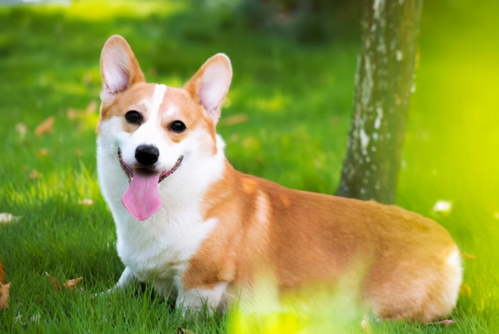 Chó Corgi