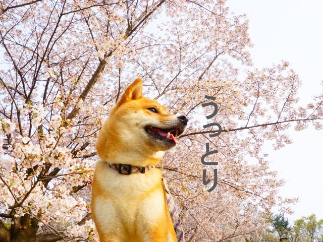 Chó Shiba Inu