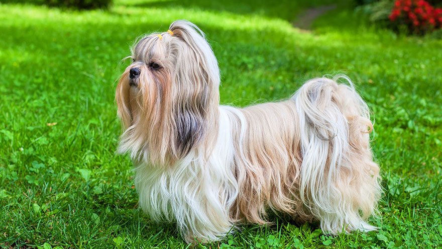 Chó Shih Tzu