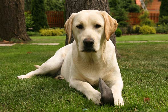 Chó Labrador Retriever