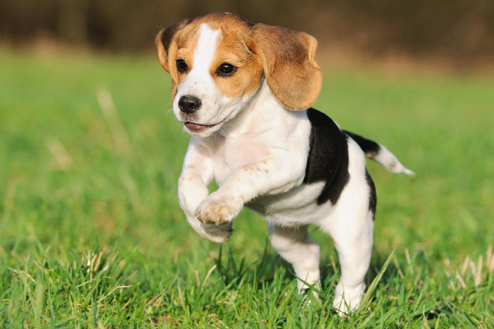 Chó Beagle