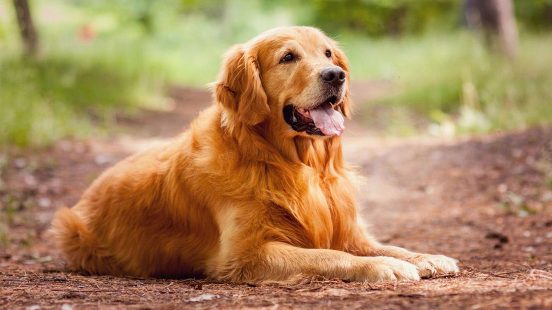 Chó Golden Retriever